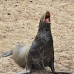 lion_sea_galapagos_san_v_0151_ecu2348.jpg